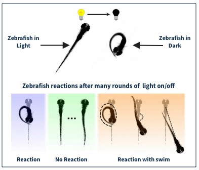 measuring cortical thickness zebrafish|zebrafish vision system.